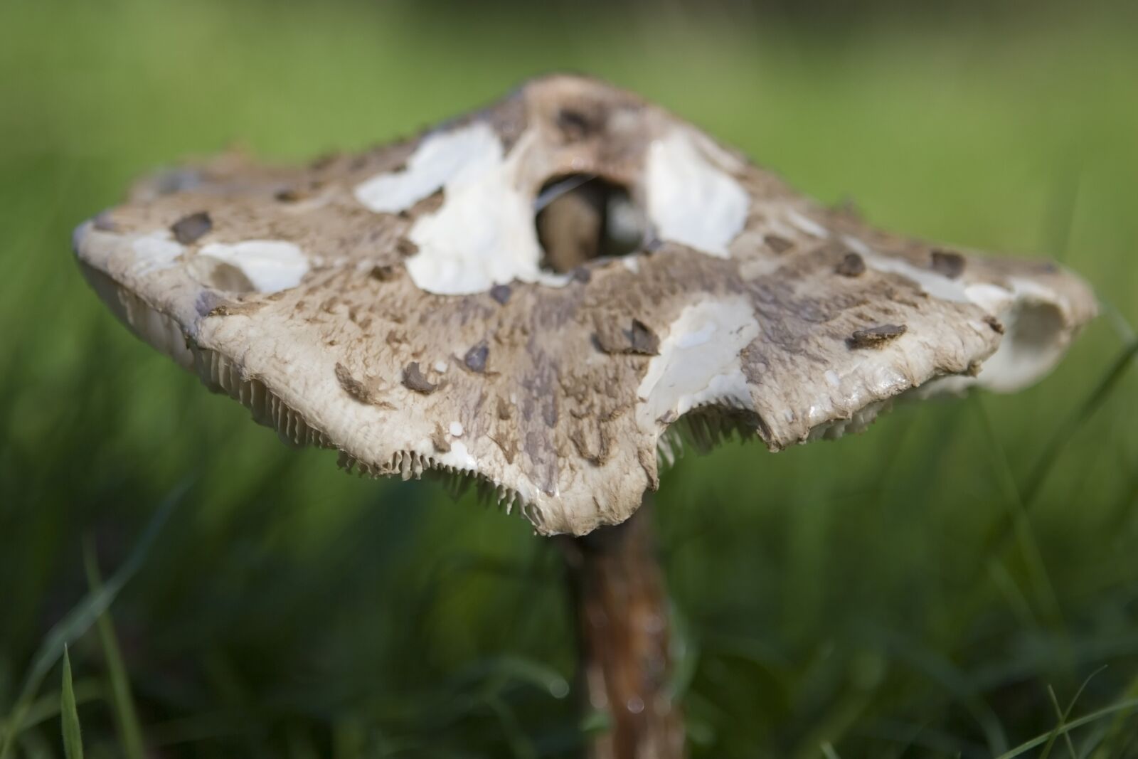 Canon EOS 30D sample photo. Alone, autumn, background photography