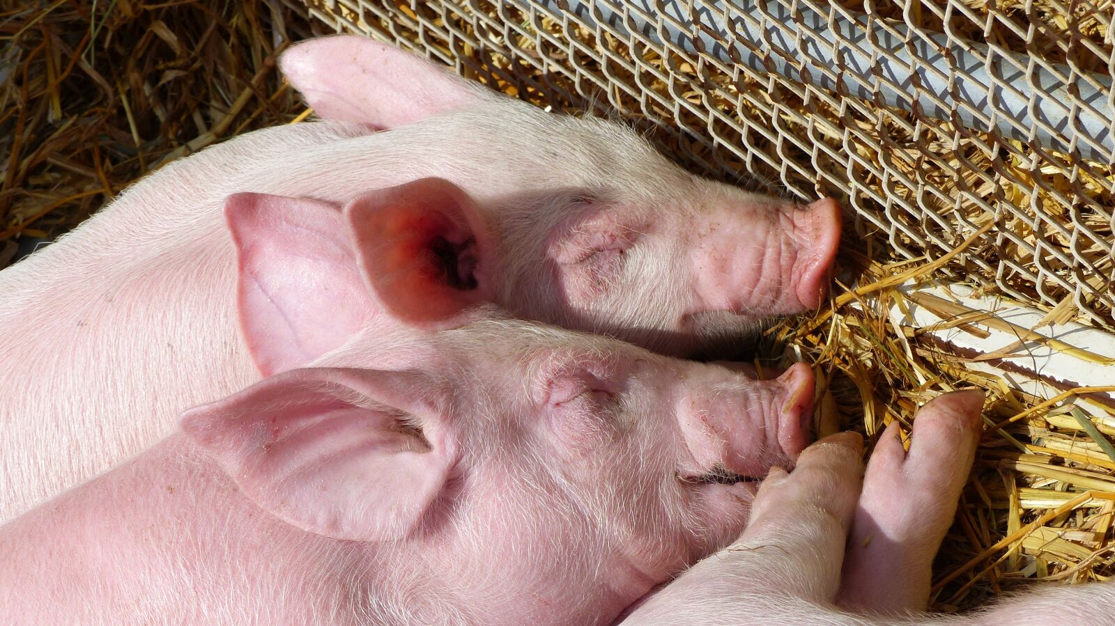 Panasonic Lumix DMC-FZ200 sample photo. Annimaux, piglets, nap photography