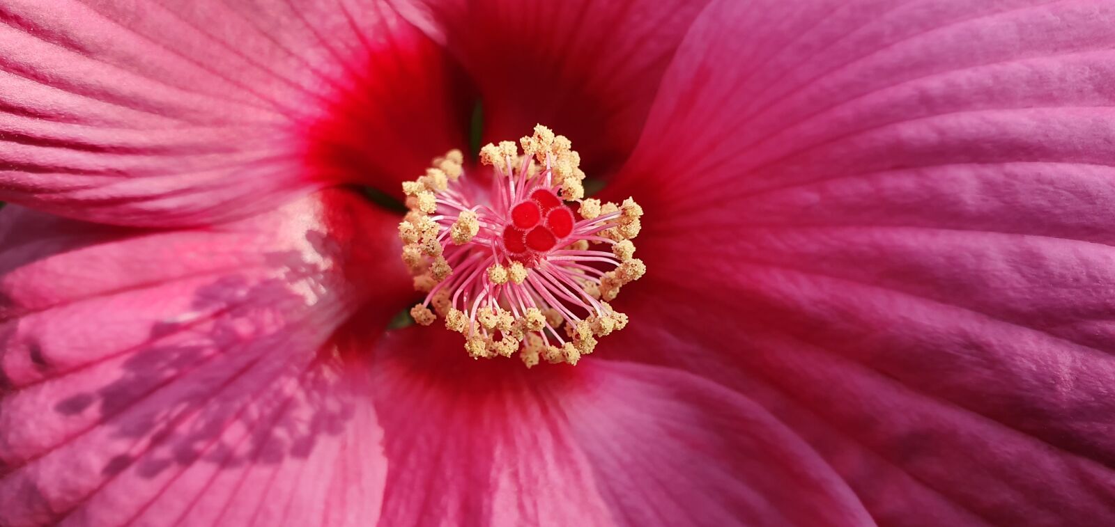 Samsung Galaxy S10 sample photo. Hibiscus, pink, flower photography