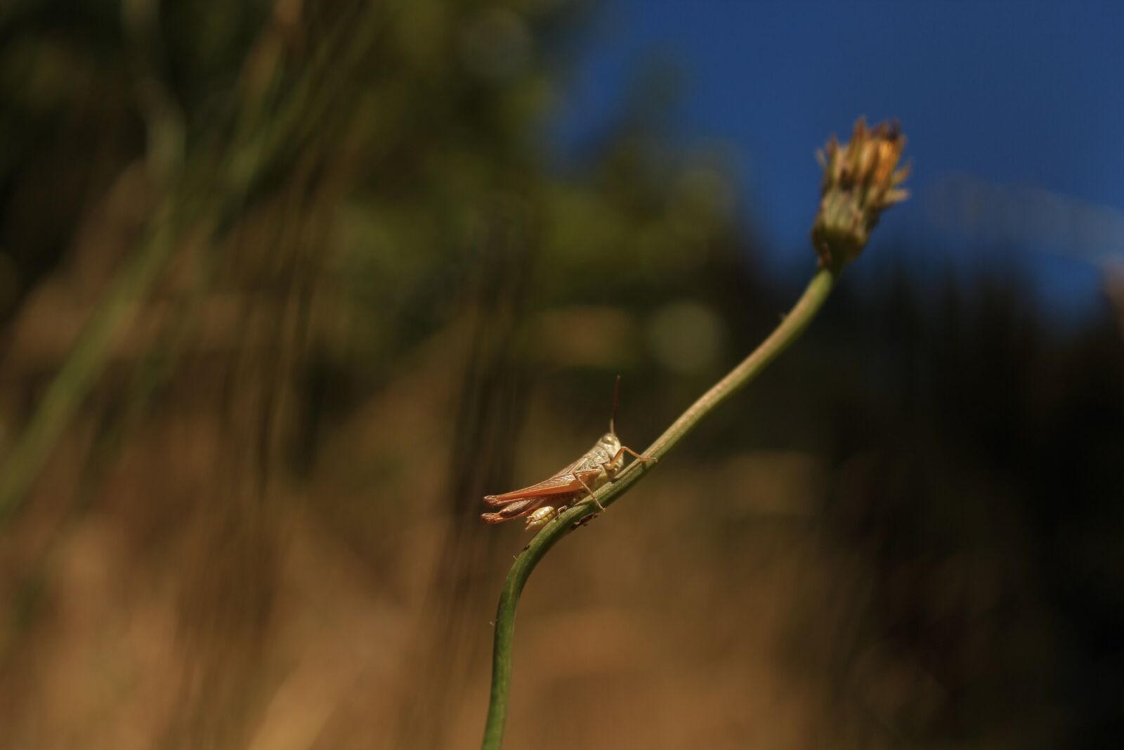 Canon EOS 1200D (EOS Rebel T5 / EOS Kiss X70 / EOS Hi) sample photo. Grasshopper, insect, landscape photography