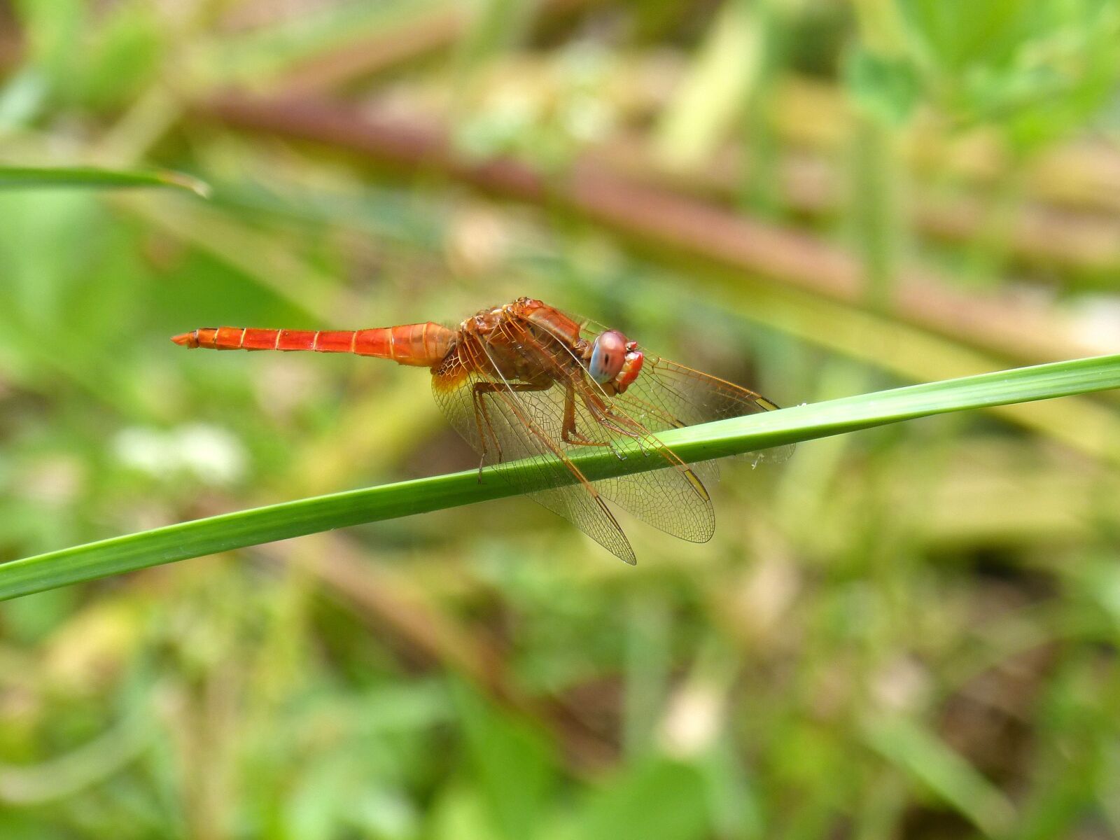 Panasonic DMC-FZ62 sample photo. Dragonfly, erythraea crocothemis, greenery photography