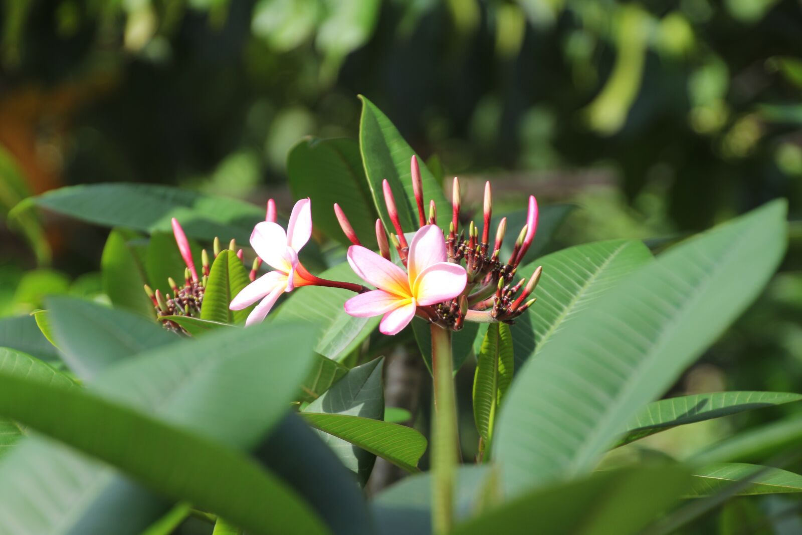 Canon EOS 60D sample photo. Tropics, flower, blossom photography