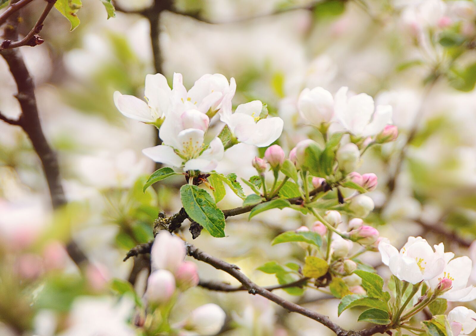 Nikon D7000 sample photo. Bloom, spring, tenderness photography