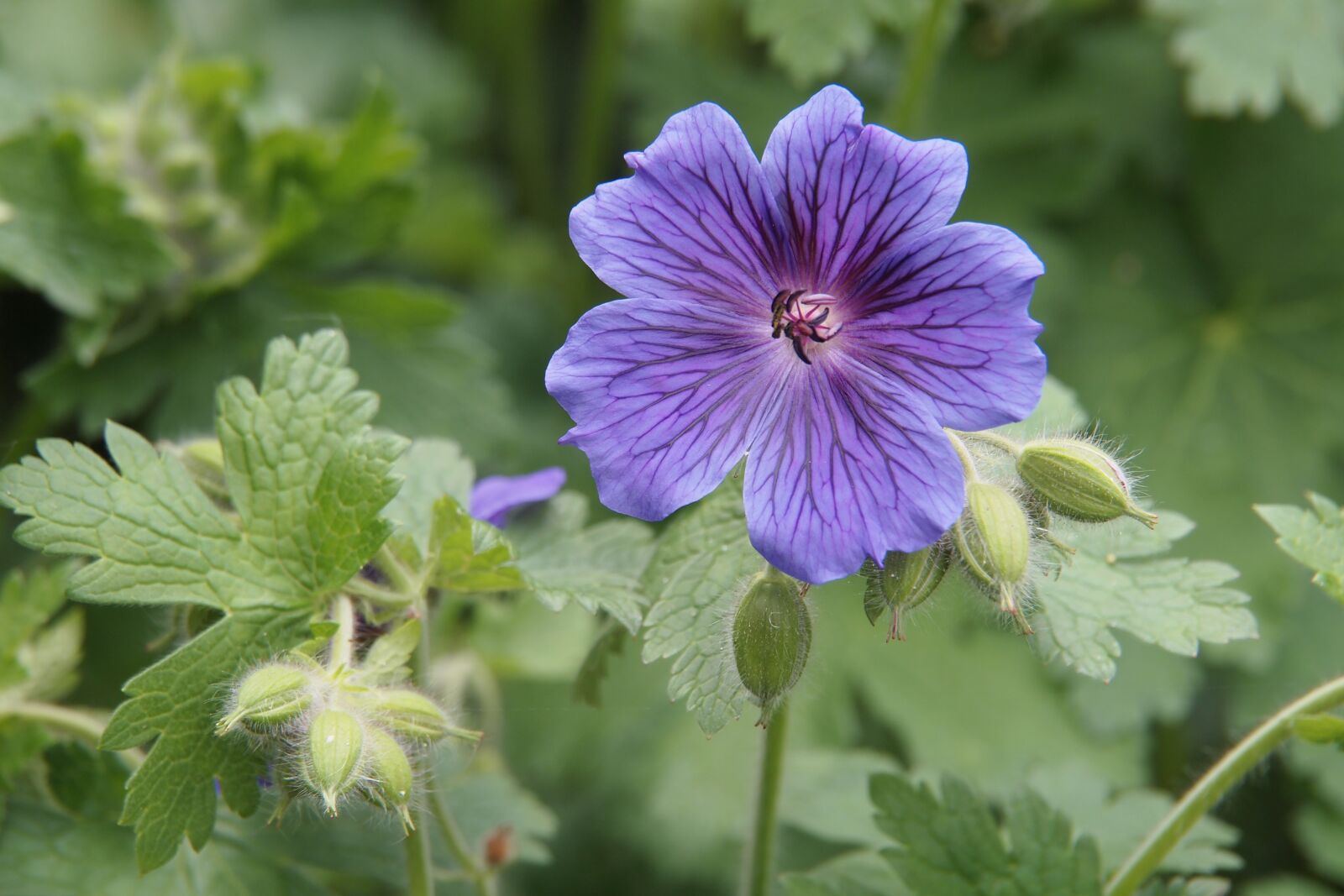 Olympus PEN E-PL2 sample photo. Geranium, rozanne, cranesbill photography