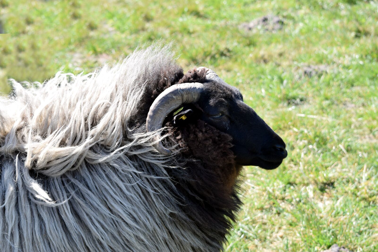 Nikon D5300 sample photo. Sheep, bock, white photography