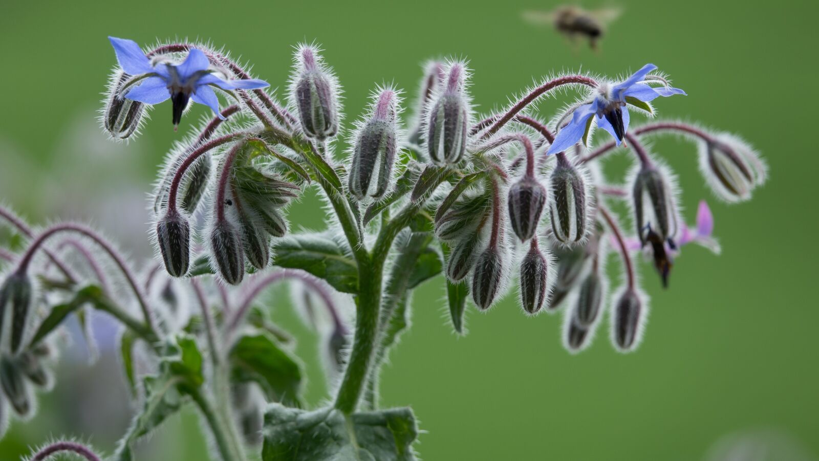 Sony Cyber-shot DSC-RX10 III sample photo. Borage, borago officinalis, plant photography