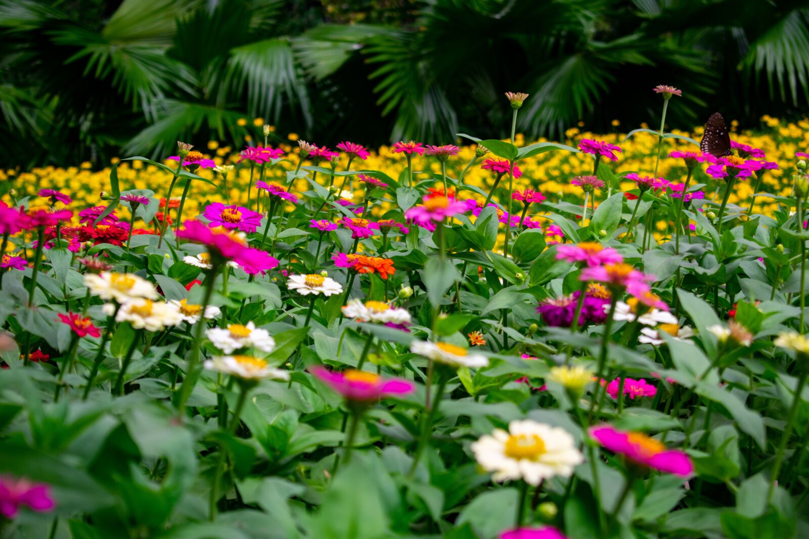 Nikon D3400 sample photo. Flowers, nature, green photography