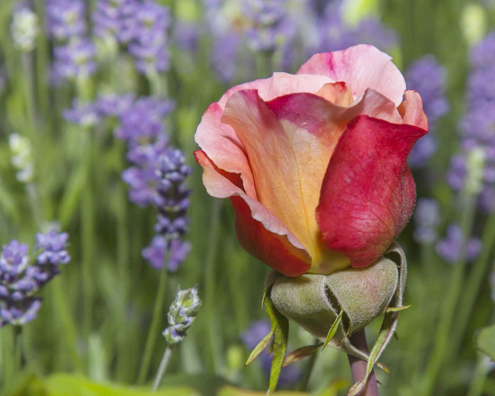Canon EOS 50D + Canon EF 24-105mm F4L IS USM sample photo. Rose, flower, blossom photography
