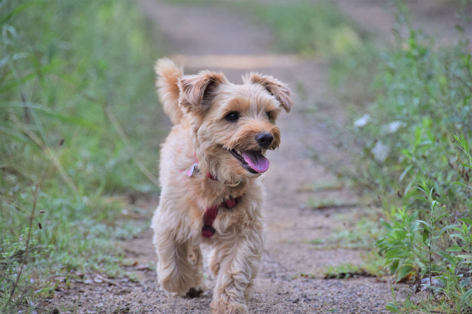 Nikon D5300 sample photo. Dog, cute, yorkie photography