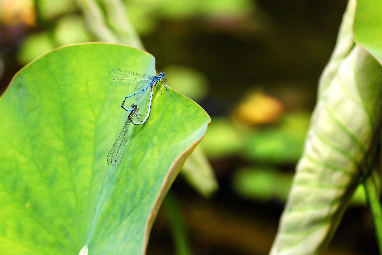 Fujifilm X-T10 + Fujifilm XC 50-230mm F4.5-6.7 OIS sample photo. Dragonfly, insect, animal photography