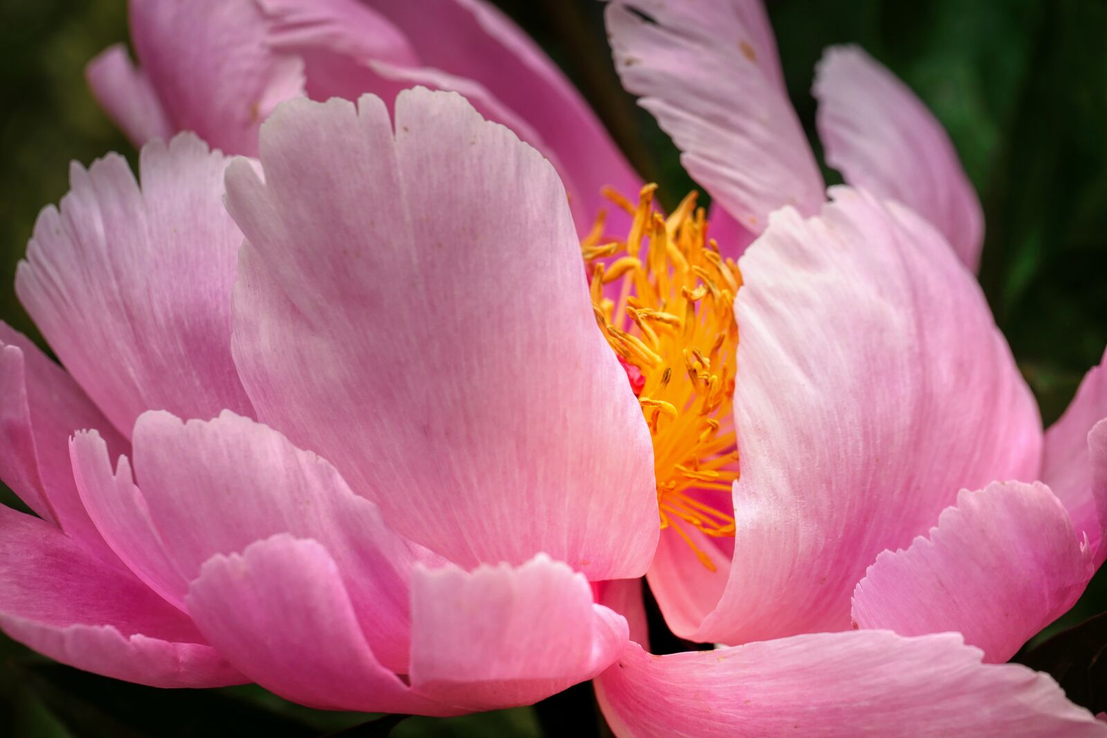Panasonic Lumix DMC-GX8 sample photo. Peony, petals, pink photography