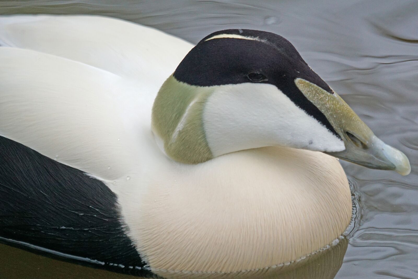 Sony ILCA-77M2 + Sony 70-400mm F4-5.6 G SSM sample photo. Eider, male, magpie photography