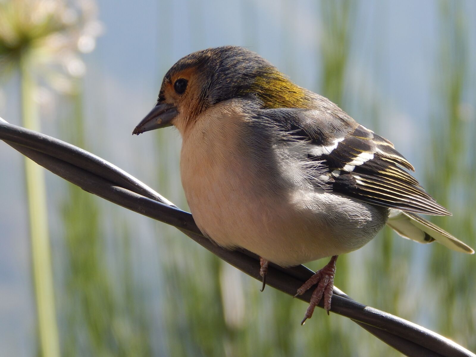Nikon Coolpix L830 sample photo. Bird, branch, madeira photography