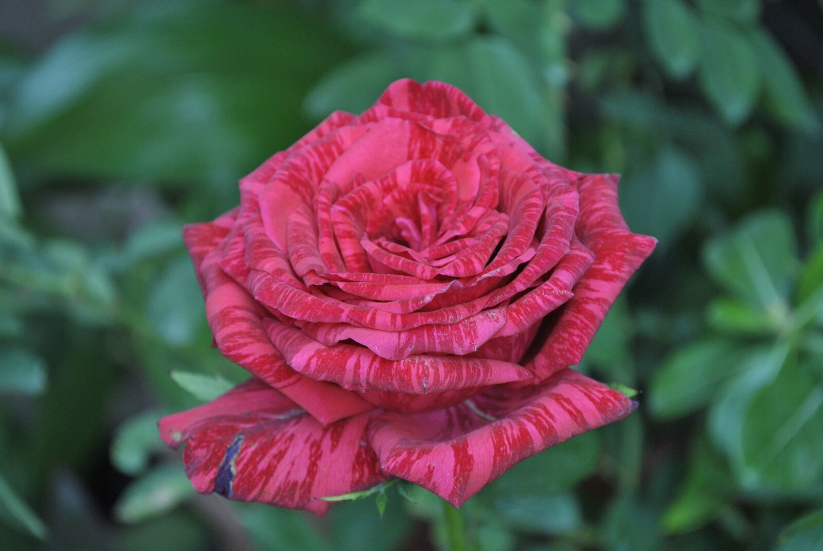 Nikon D3000 sample photo. Red rose, flora, flower photography
