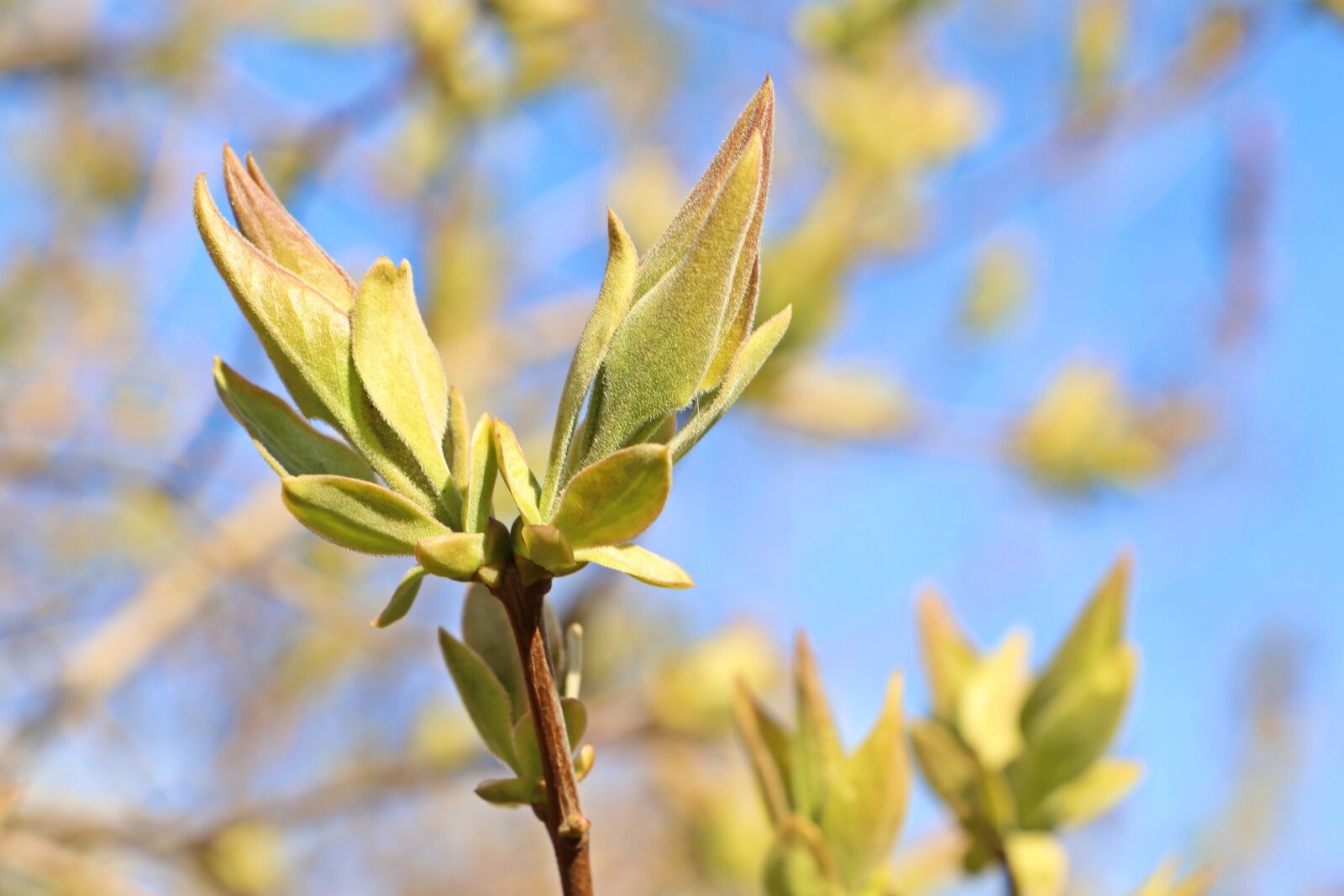 Canon EOS 200D (EOS Rebel SL2 / EOS Kiss X9) sample photo. Spring, leaves, sky photography