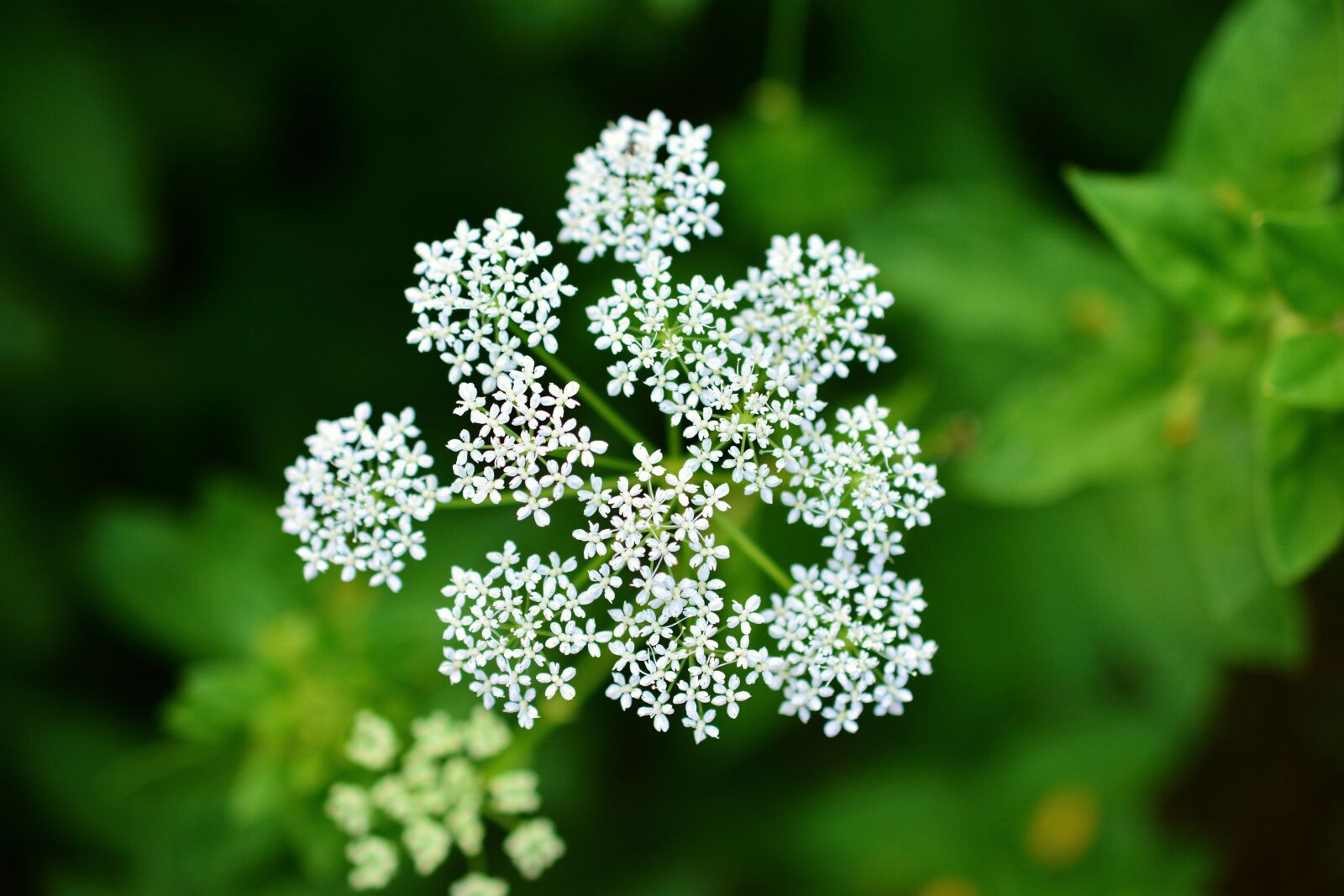 Nikon D5200 sample photo. Yarrow, pointed flower, medicinal photography