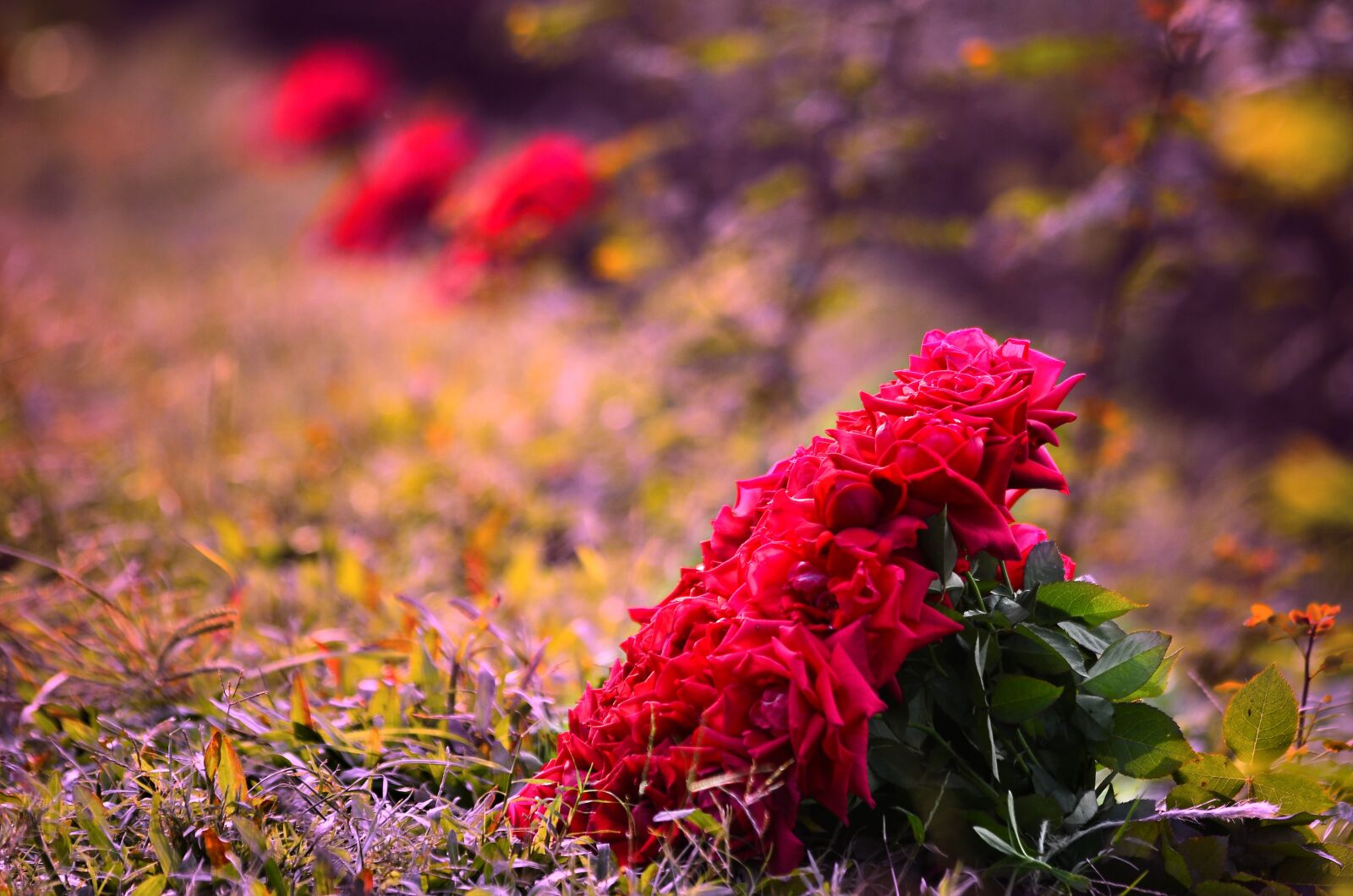 Nikon D5100 sample photo. Rose, flowers, daylight photography