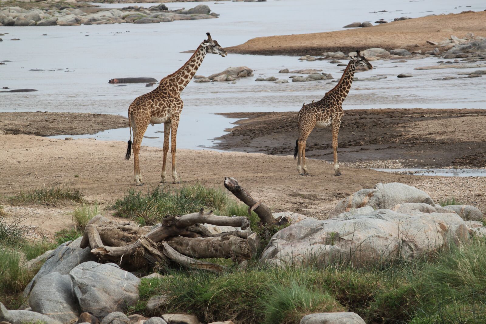 Canon EOS 500D (EOS Rebel T1i / EOS Kiss X3) sample photo. Safari, africa, animal photography