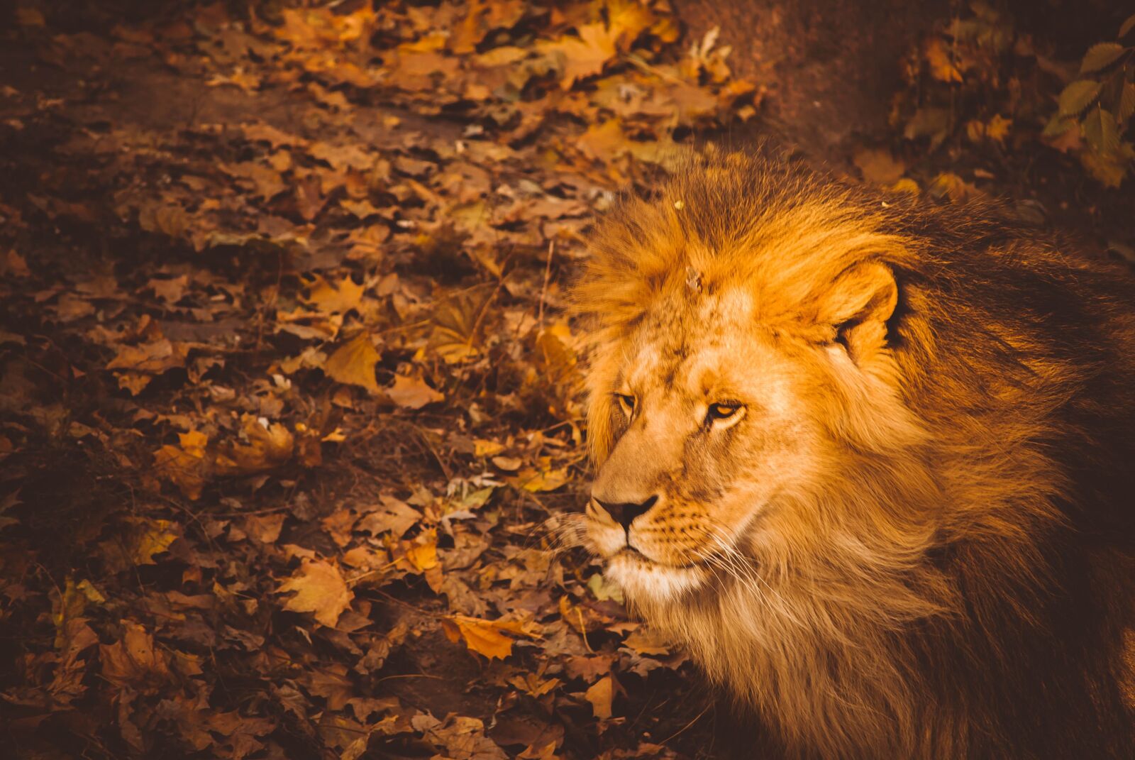 Nikon D3000 sample photo. Leo, autumn, animal photography