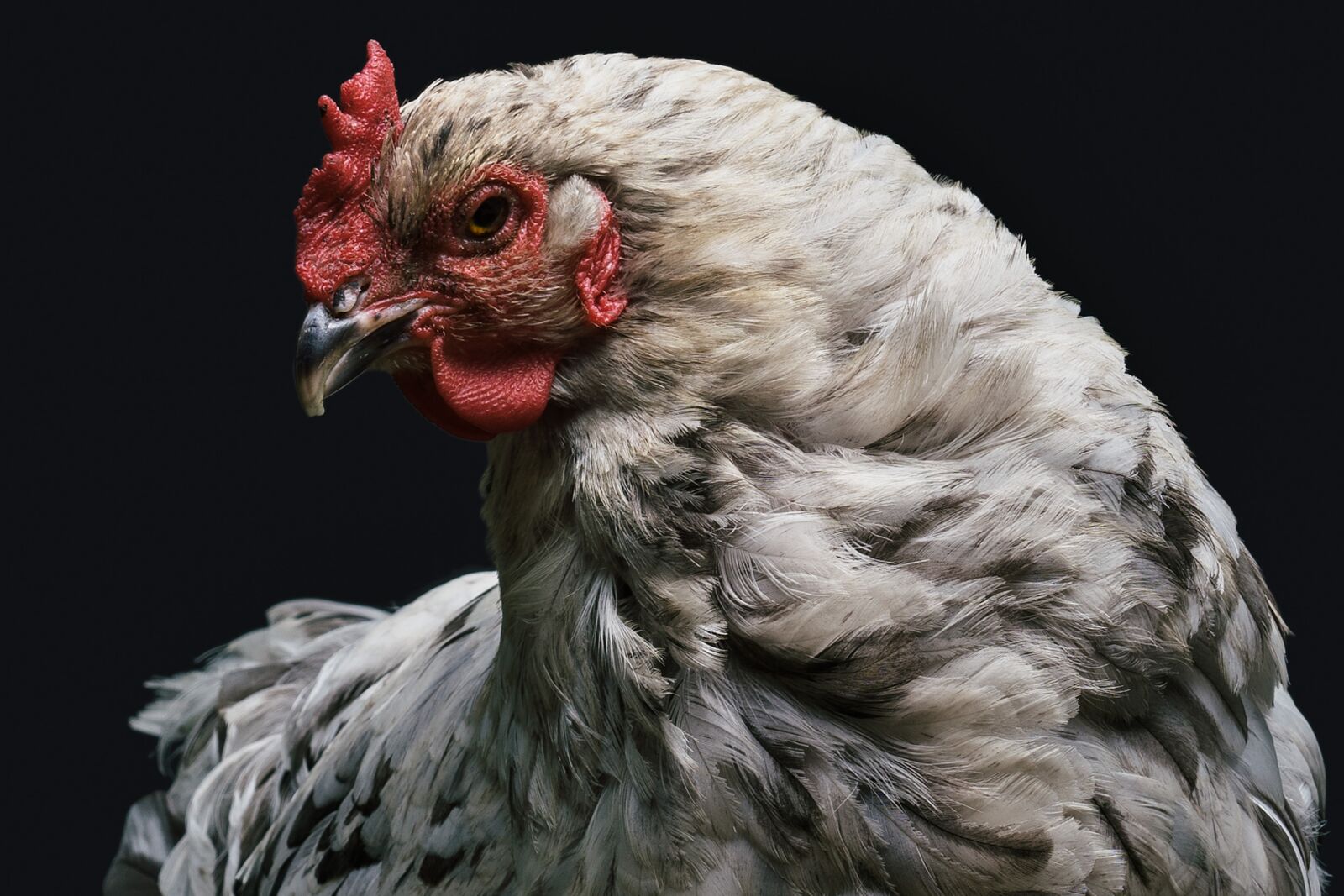 Sony a7 II + Sony Sonnar T* FE 55mm F1.8 ZA sample photo. Animal, chicken, hen photography