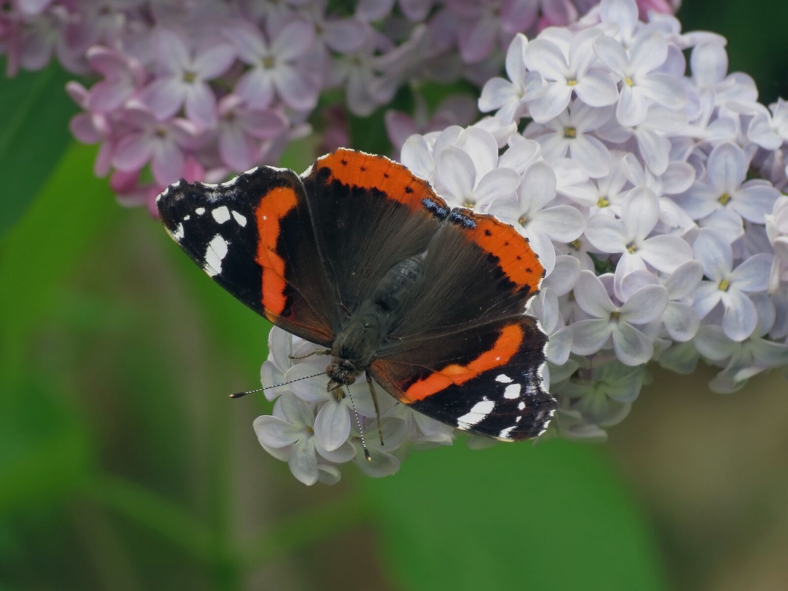 Canon PowerShot SX40 HS sample photo. Nectar, ali, butterfly photography