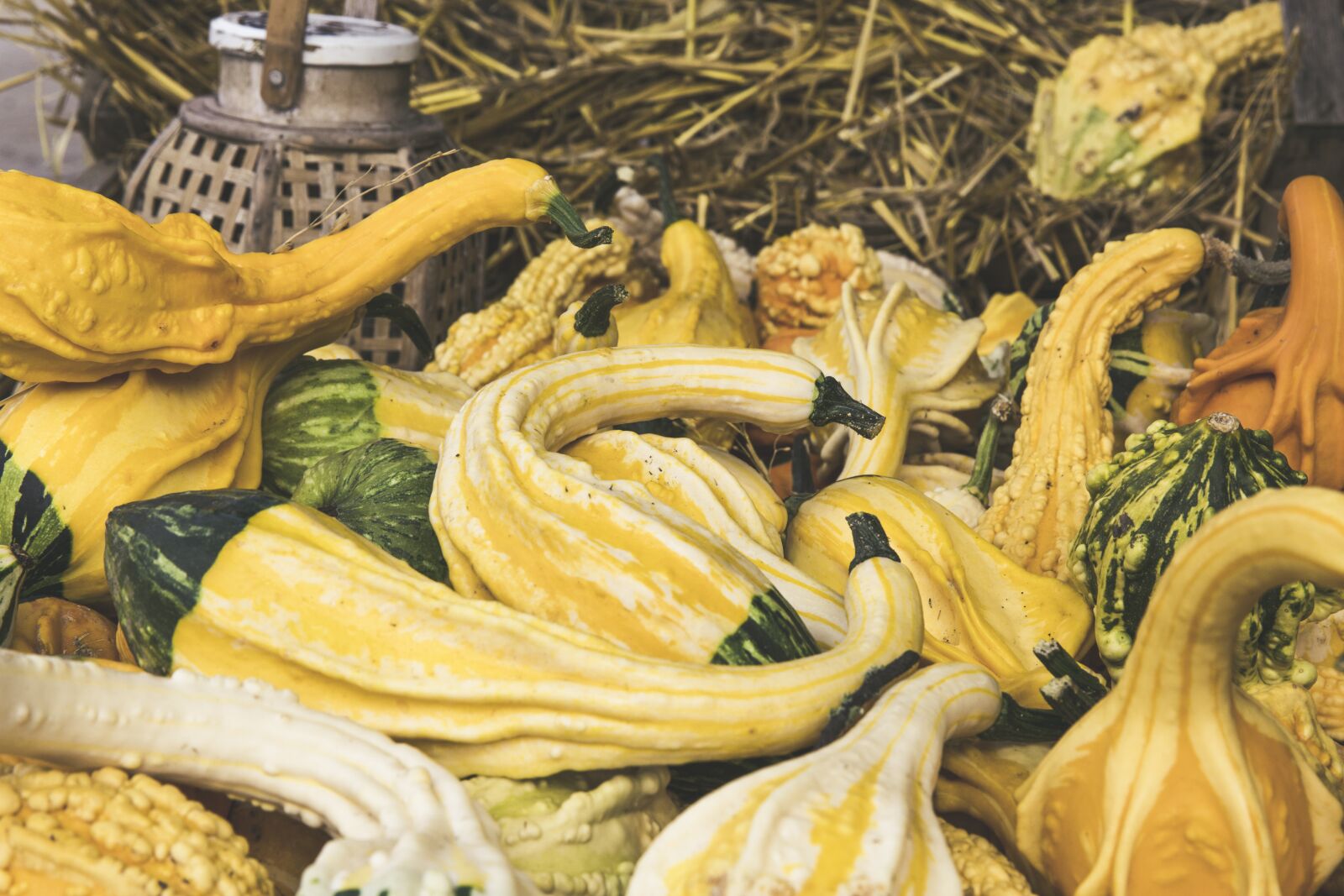 Canon EF 24-70mm F2.8L II USM sample photo. Pumpkin, fruit, vegetables photography