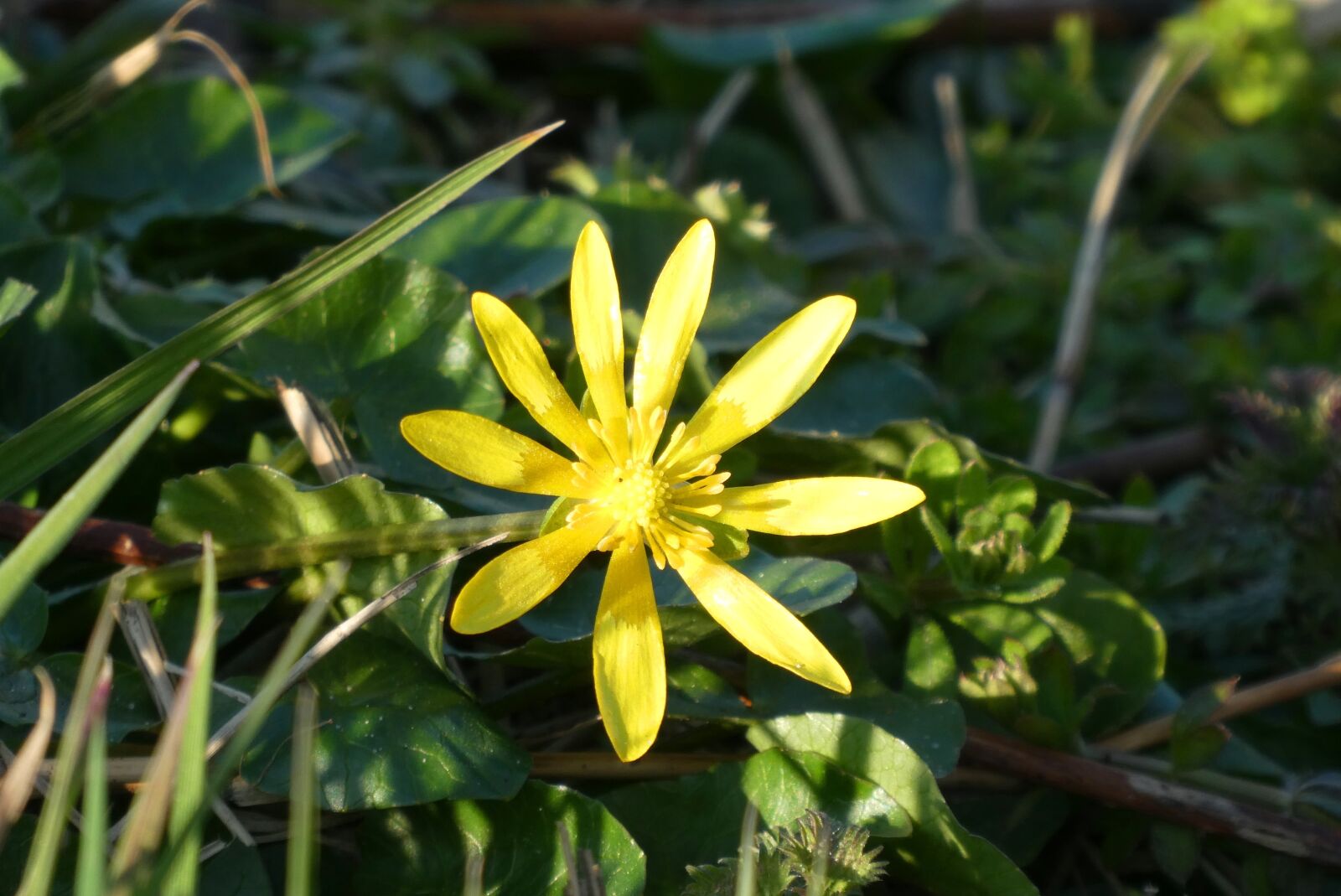 Panasonic Lumix DC-ZS70 (Lumix DC-TZ90) sample photo. Flower, weeds, spring photography