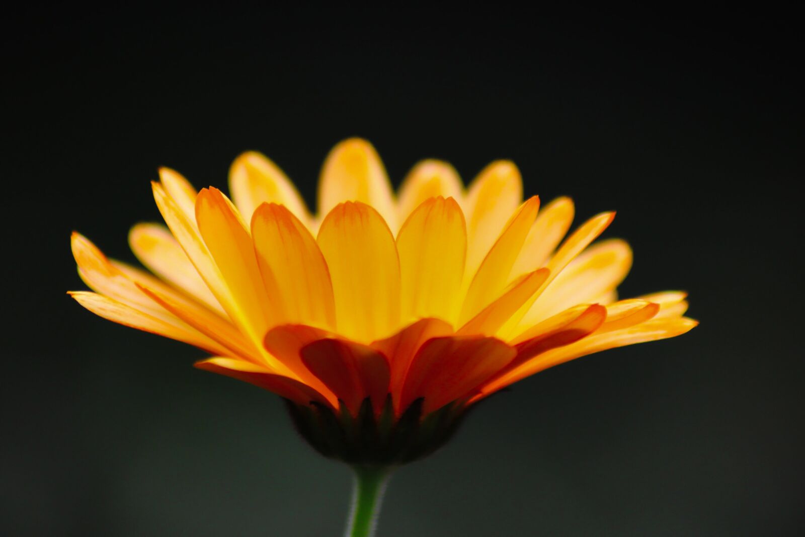 Canon EOS 1300D (EOS Rebel T6 / EOS Kiss X80) sample photo. Flower, marigold, yellow photography