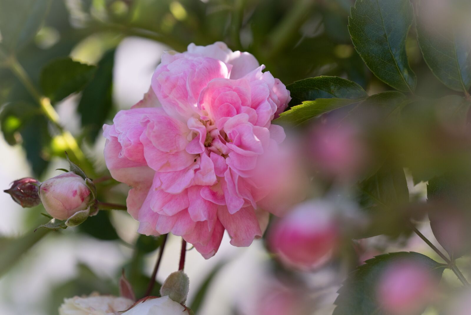 Nikon D750 sample photo. Roses, pink, flower photography