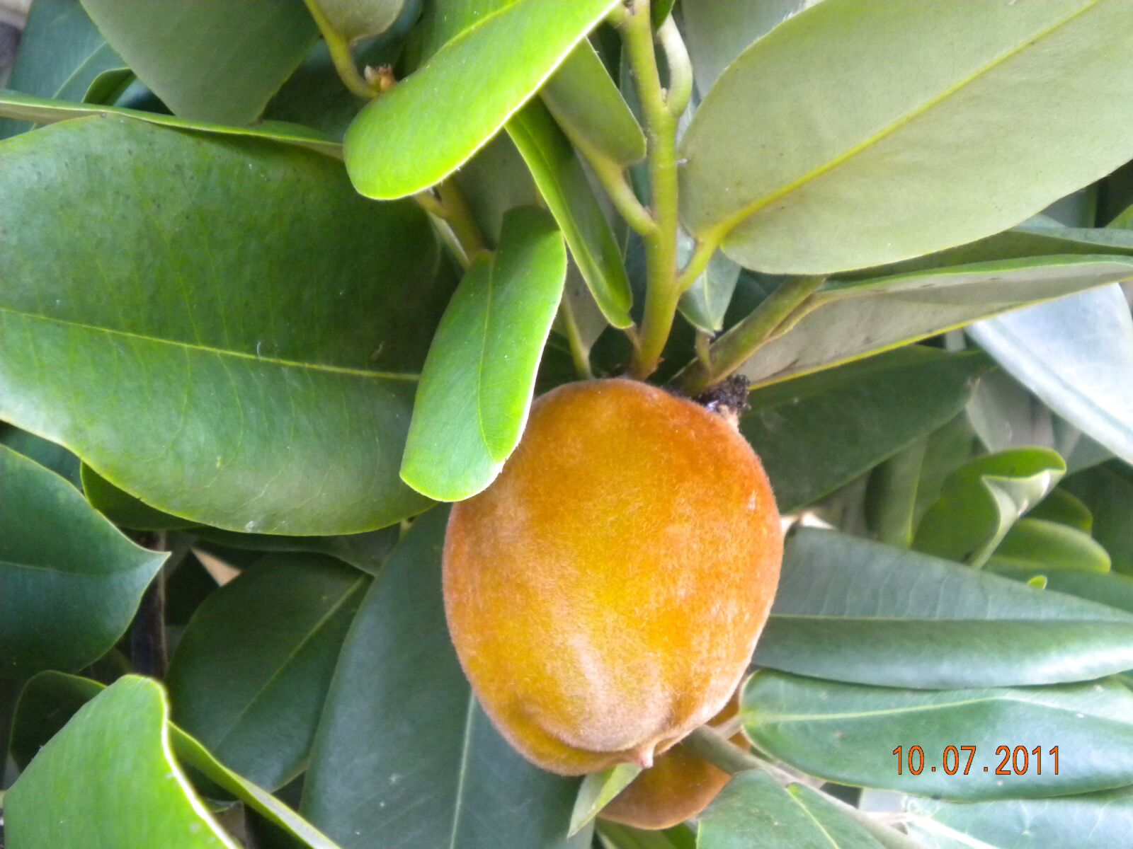 Nikon Coolpix S220 sample photo. Fruit, tropical, malaysia photography
