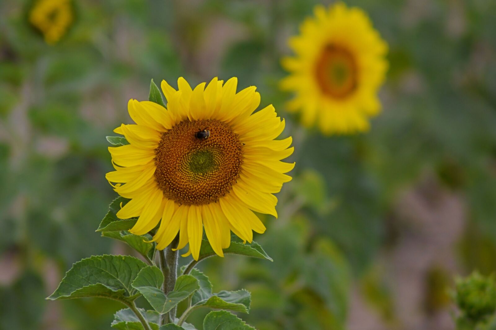 Nikon D3200 sample photo. Sunflower, blossom, bloom photography