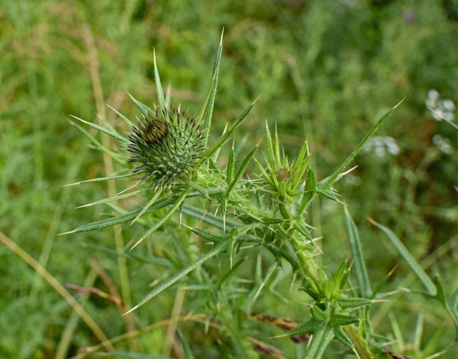 Nikon D3300 sample photo. Common thistle bud, wildflower photography