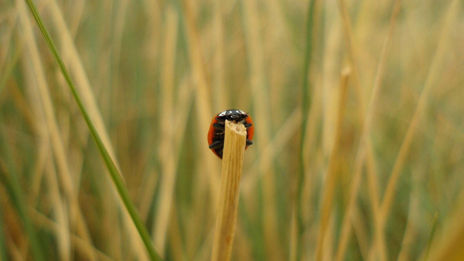 Sony DSC-W70 sample photo. Insect, beetle, ladybug photography