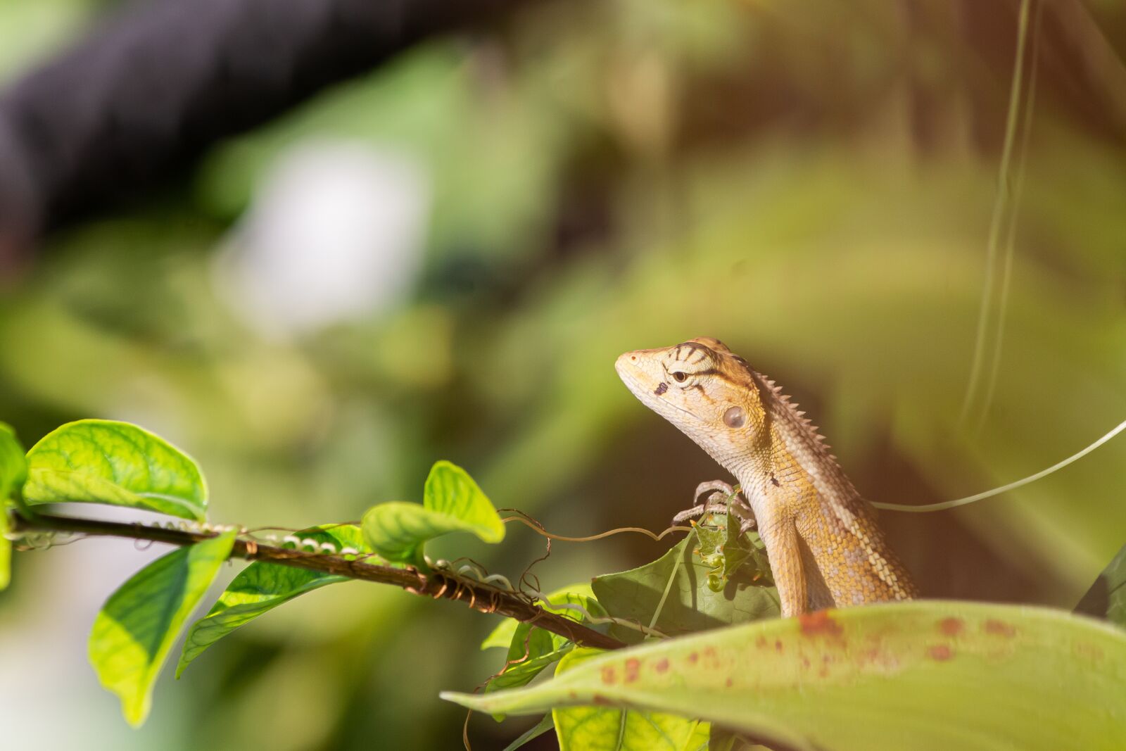 Canon EF-S 55-250mm F4-5.6 IS sample photo. Madagascar, pet, animal photography