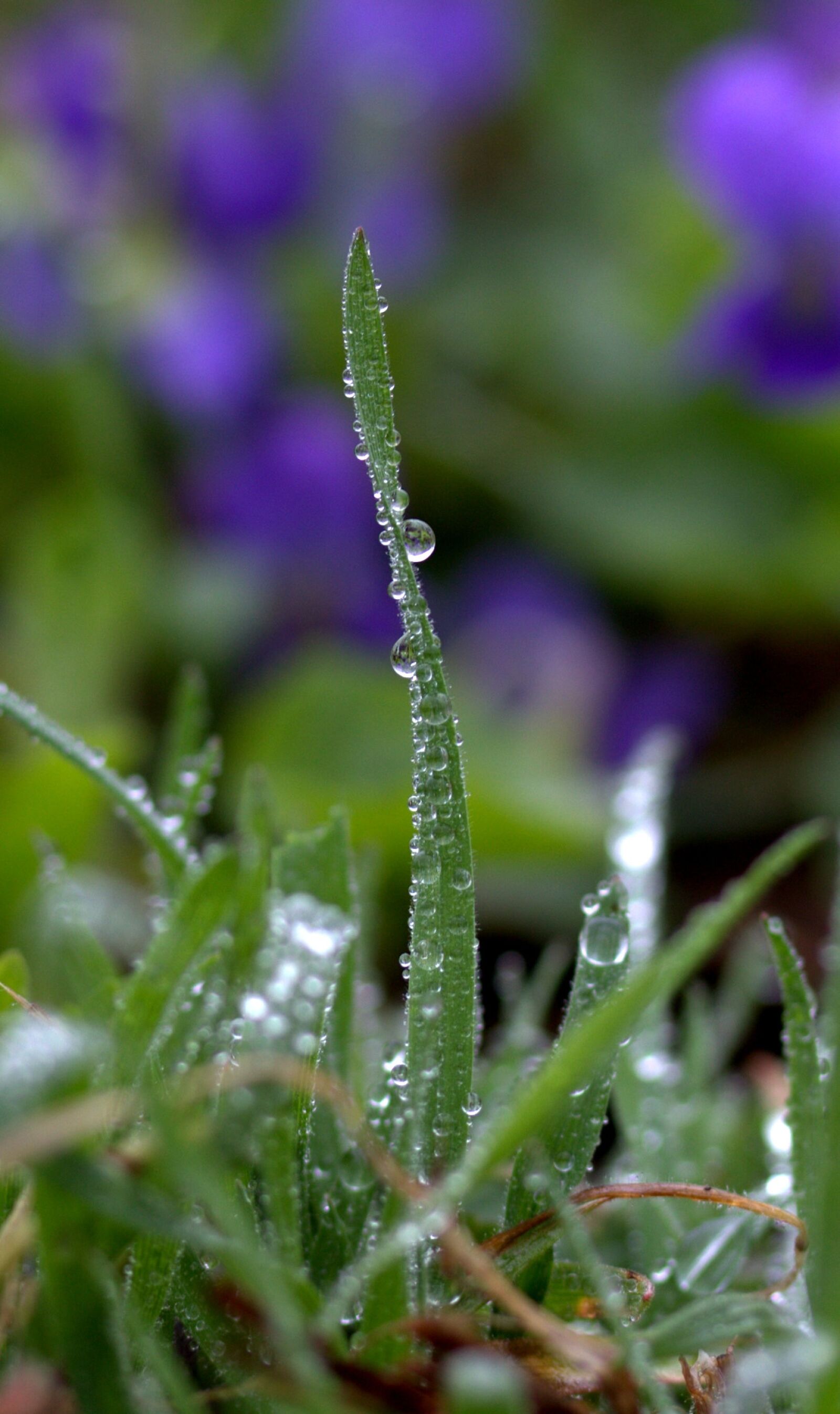 Canon EOS 700D (EOS Rebel T5i / EOS Kiss X7i) sample photo. Grass, drops, rain photography