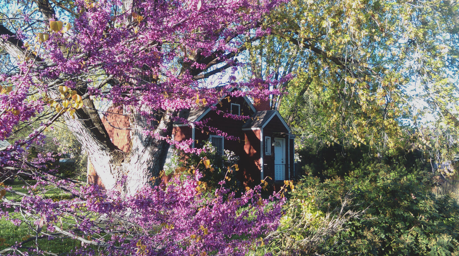 HTC DESIRE 610 sample photo. Garden, house, purple, spring photography