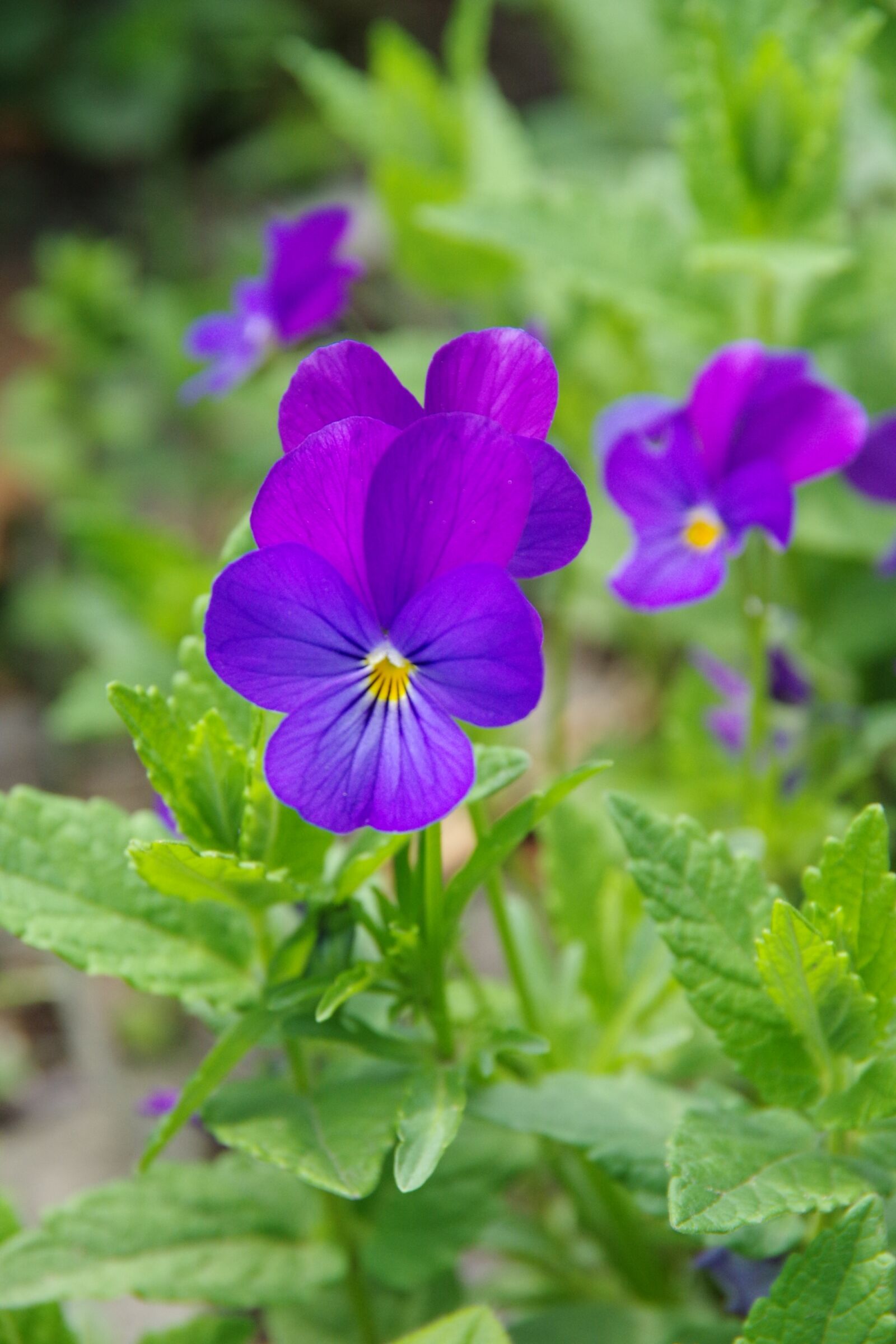 Pentax K-3 sample photo. Sunflowers, violets, purple photography