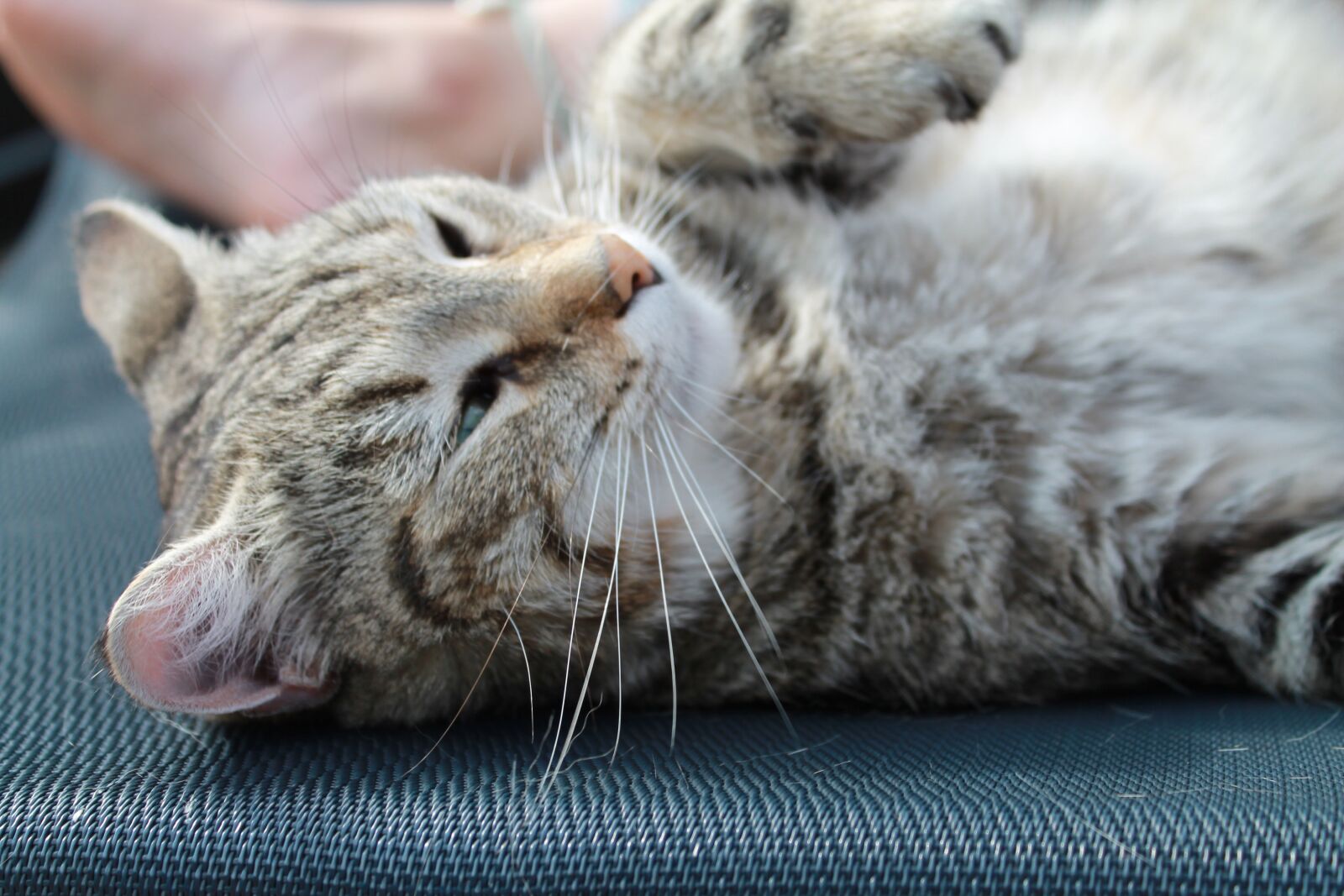 Canon EOS 1100D (EOS Rebel T3 / EOS Kiss X50) sample photo. Cat photography