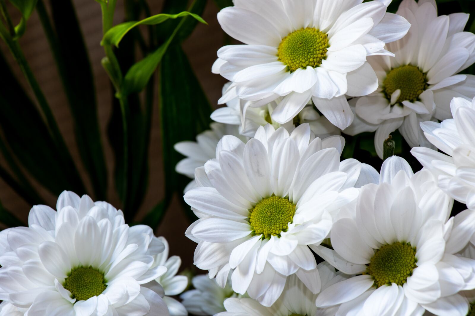 Canon EF-S 18-135mm F3.5-5.6 IS USM sample photo. Chrysanthemum, daisy, flower photography