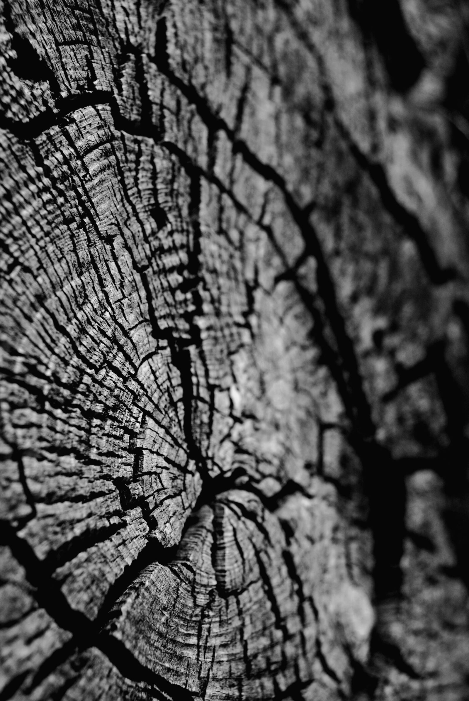 Nikon D3000 sample photo. Black and white, nature photography