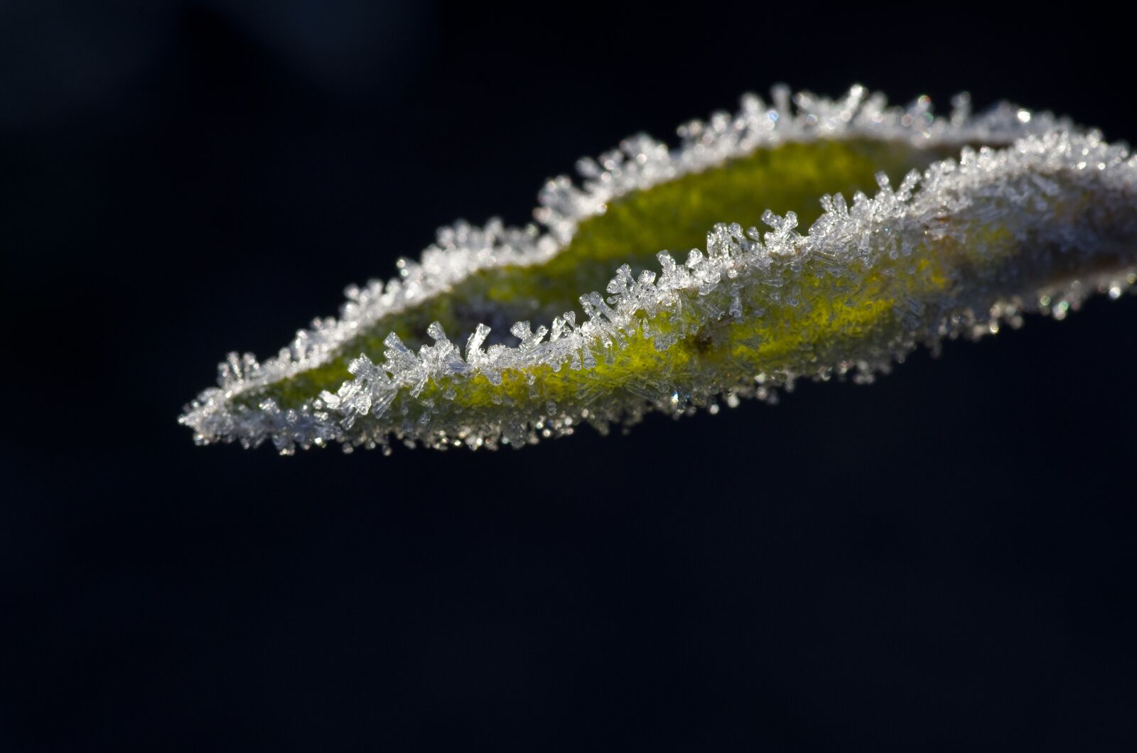 Pentax K-30 sample photo. Leaves, apple, frost photography