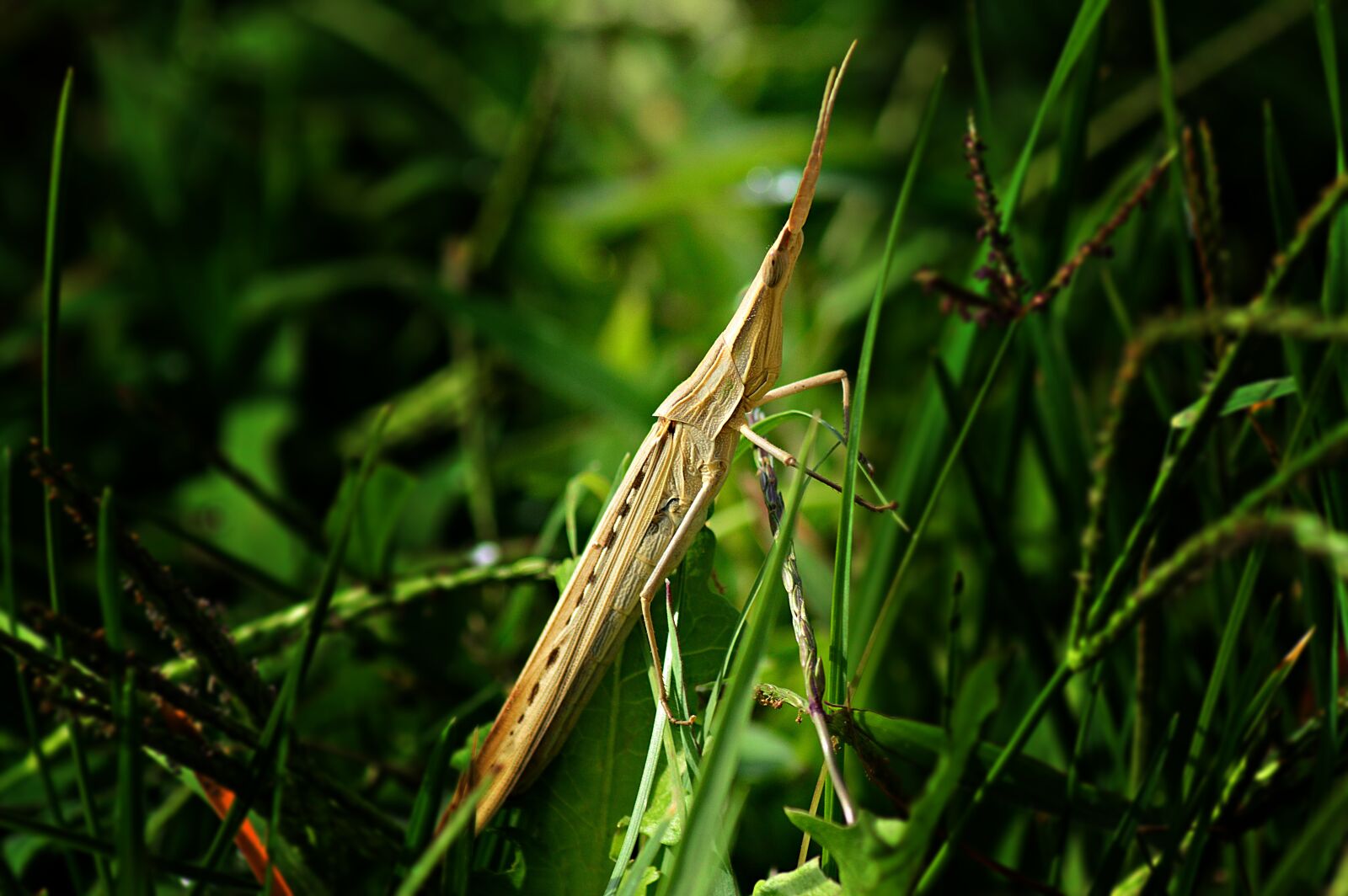 Nikon D3200 sample photo. Mantis, phasmid, insect photography