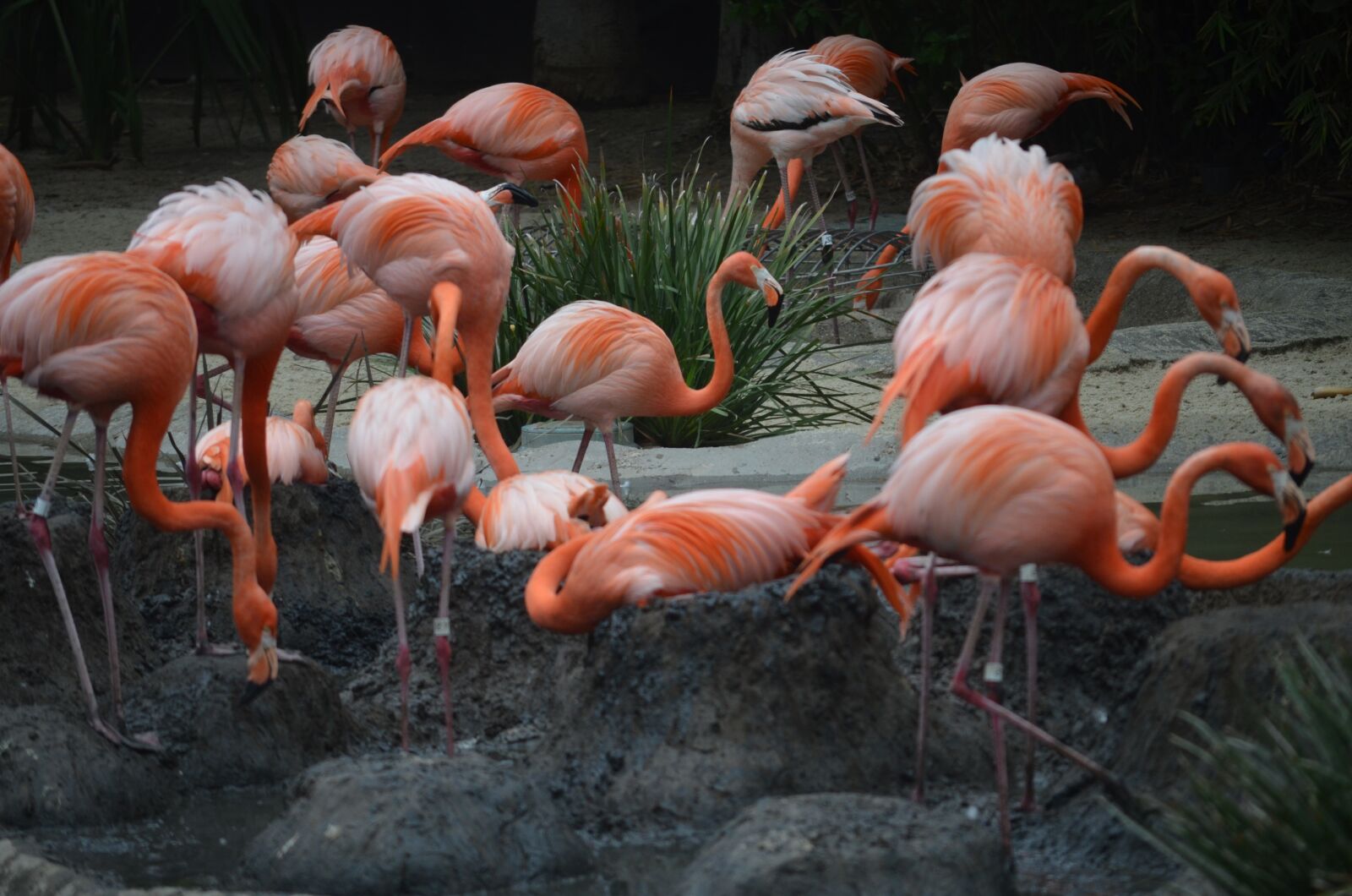 Nikon D5100 sample photo. San diego zoo, flamingos photography