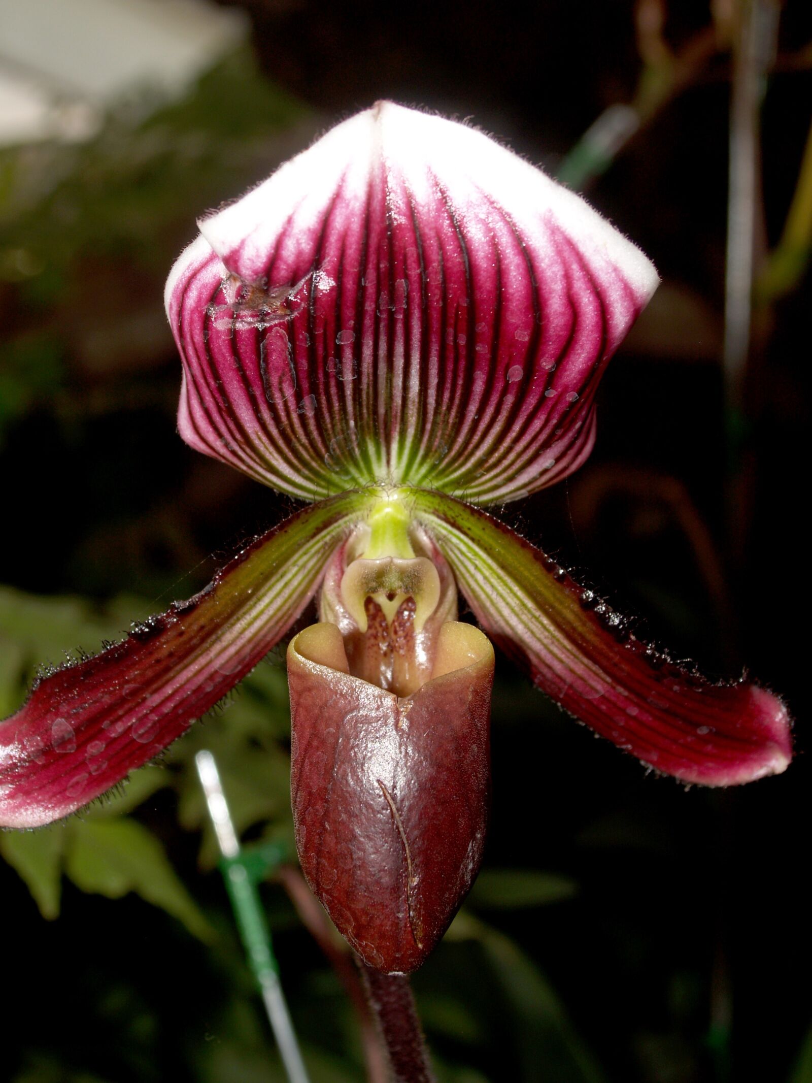 Olympus E-300 (EVOLT E-300) sample photo. Orchid, flower, bright photography