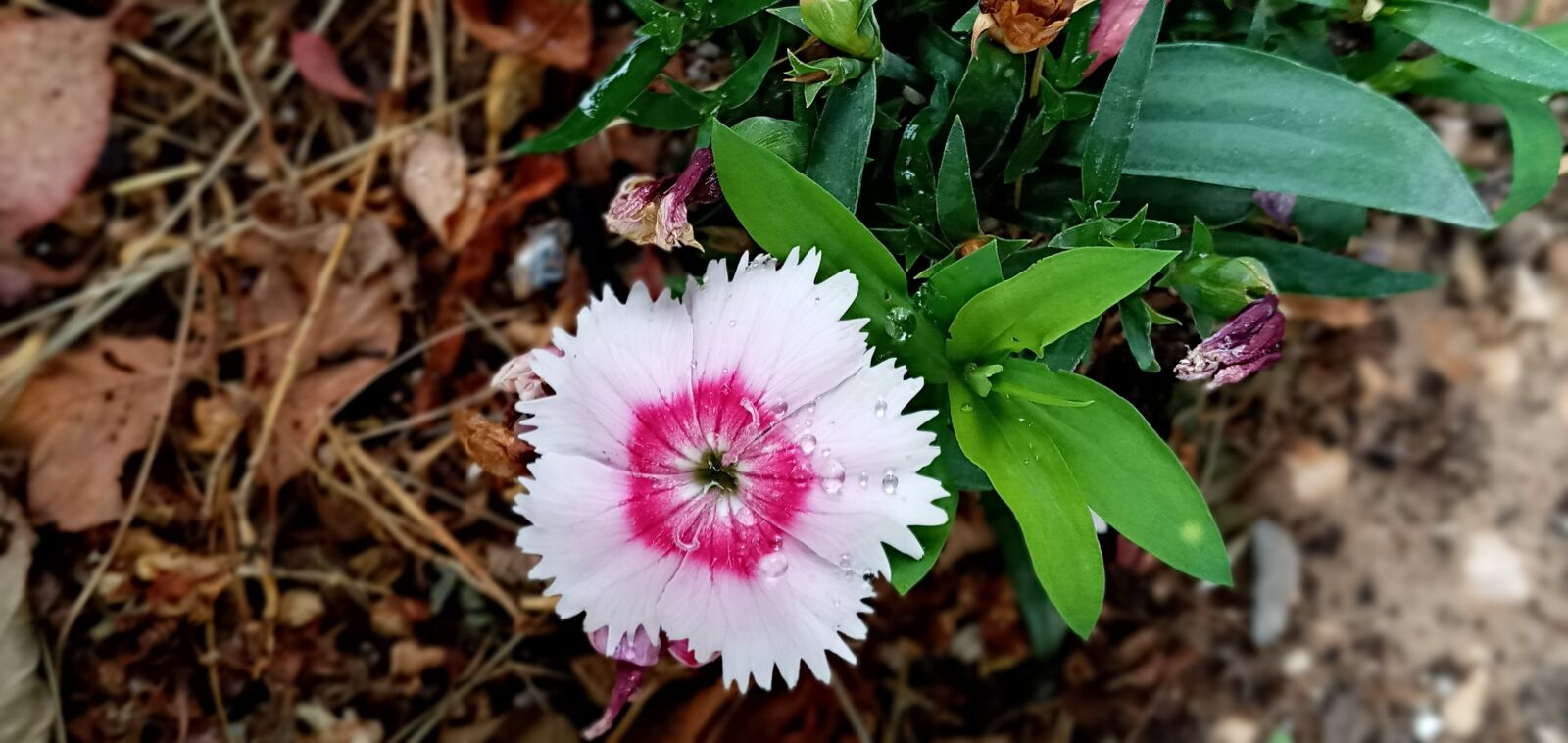 Samsung SM-A107F sample photo. Stars, flower, white photography