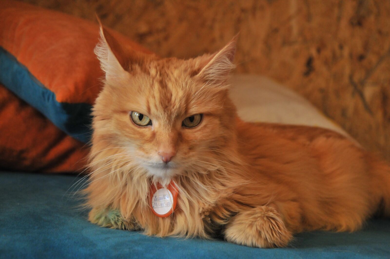 Nikon D300S sample photo. Redhead, serious, cat photography
