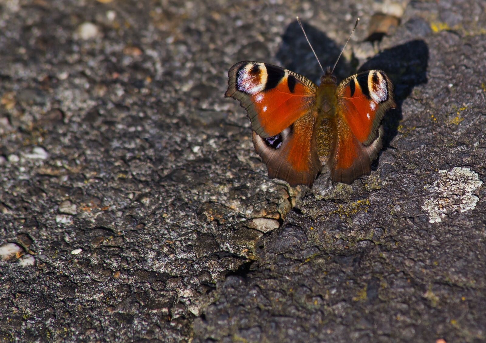 Canon EOS 550D (EOS Rebel T2i / EOS Kiss X4) sample photo. Peacock butterfly, butterfly, close photography