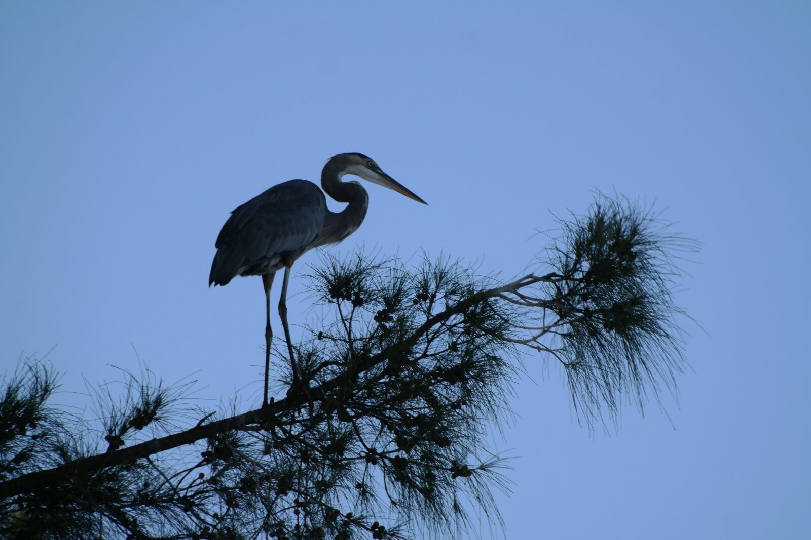 Samsung NX300 sample photo. Heron, tree, silhouette photography