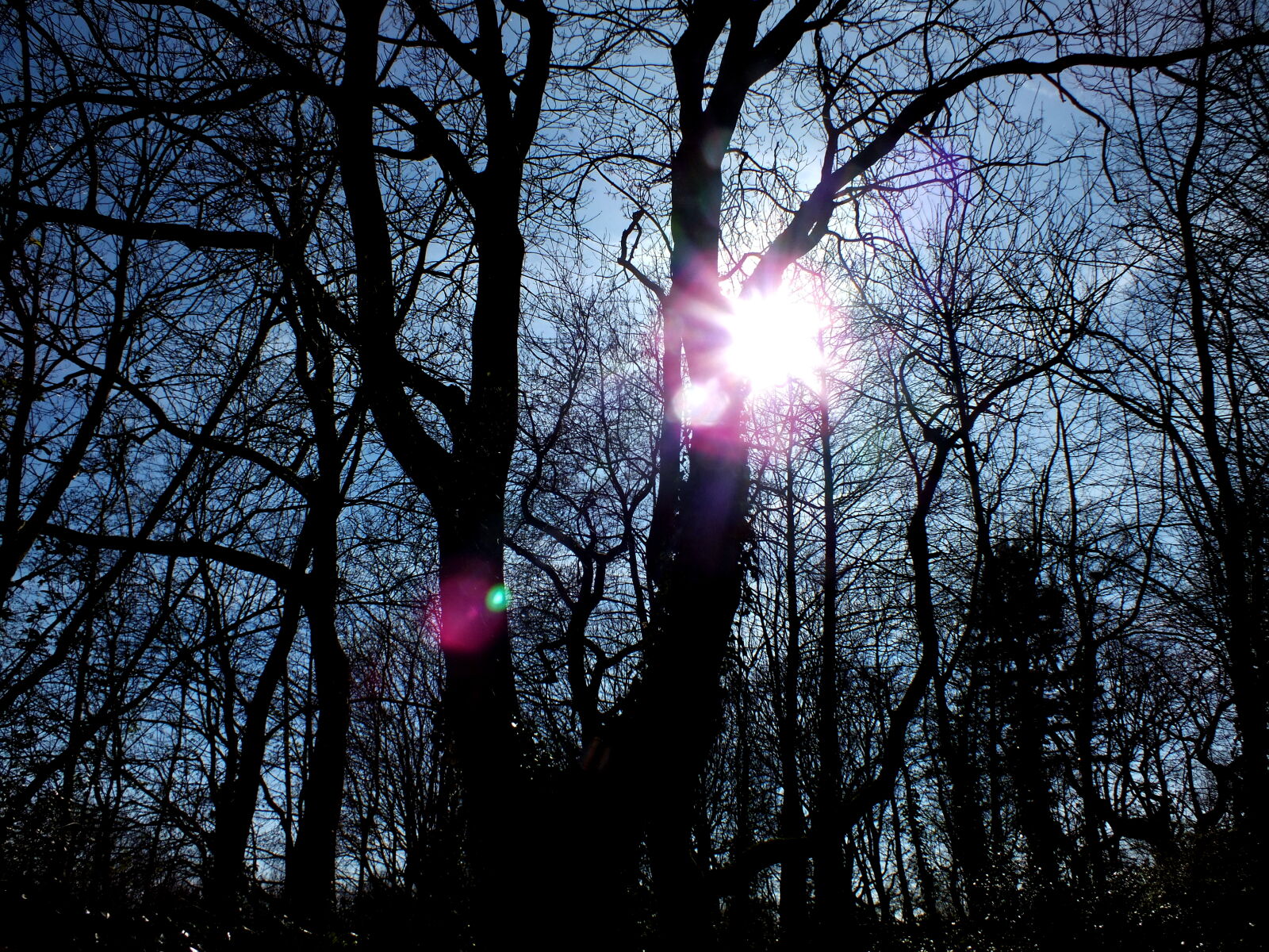 FujiFilm FinePix HS20 EXR (FinePix HS22 EXR) sample photo. Brillant, forest, nature, park photography