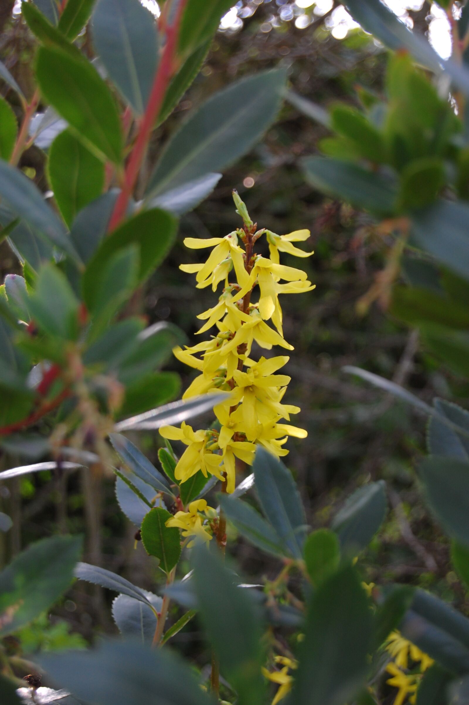 Nikon D40 sample photo. Forsythia, tree, plant photography